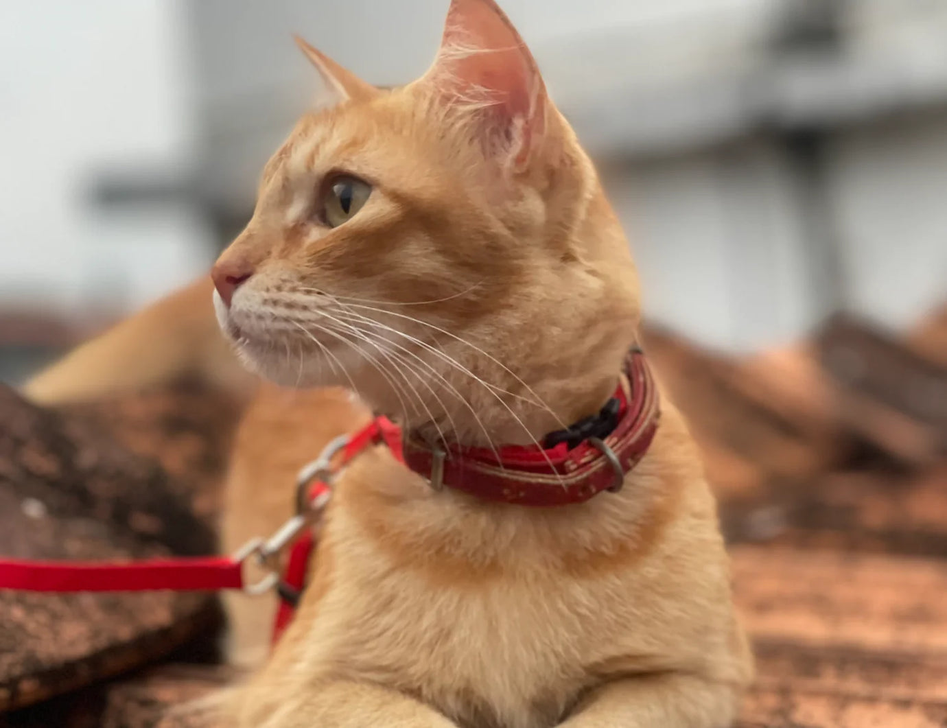 The benefits of leash training your cat