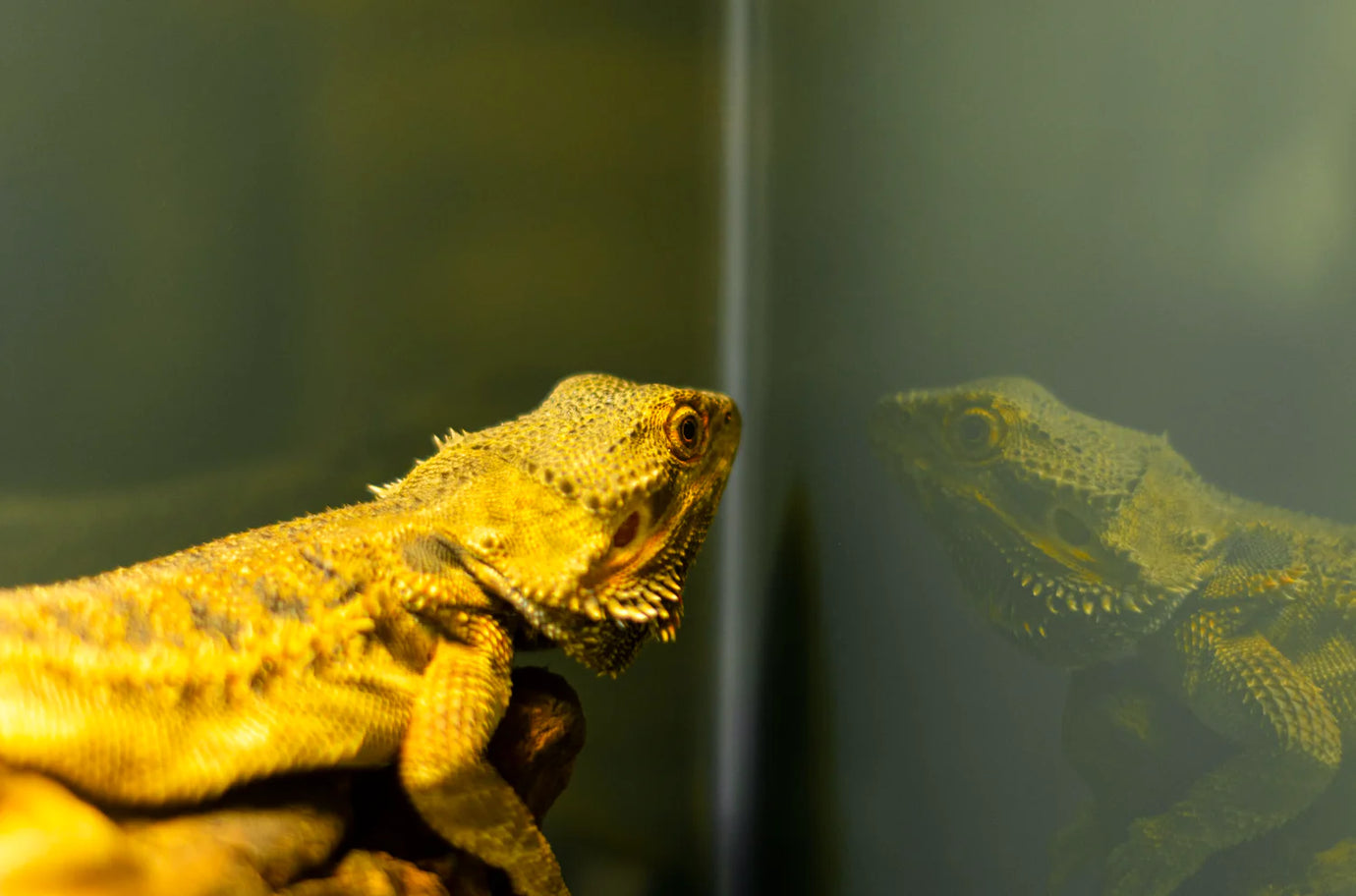 Creating the perfect home for your pet reptile