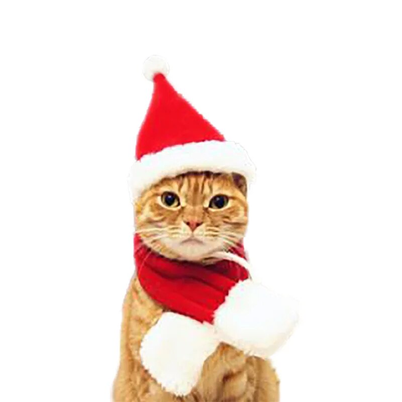Christmas Cat Santa Cosplay