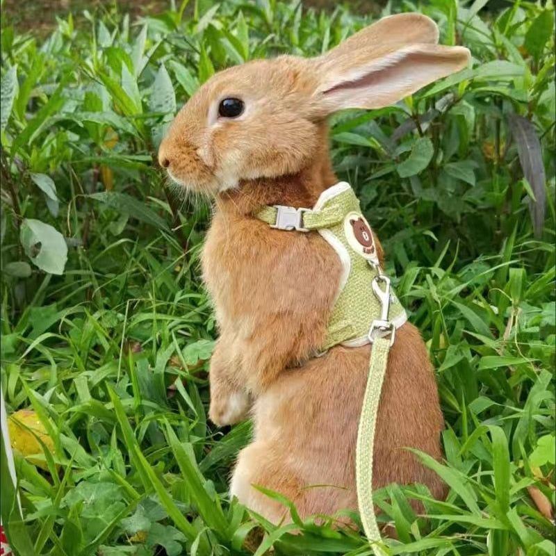 Cute Rabbit Harness